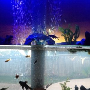 DIY 100 Gallon Aquarium