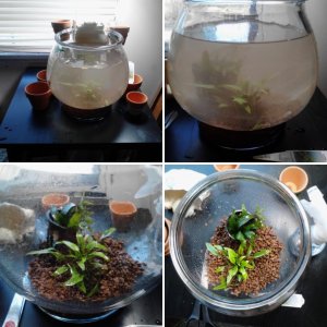 planted one gallon bowl