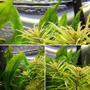 Plants in my tank