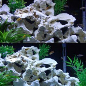 72 Bow Front African Cichlids