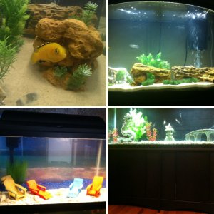 My aquariums progress...