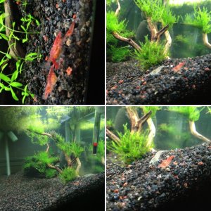 20g Shrimp Tank (First)