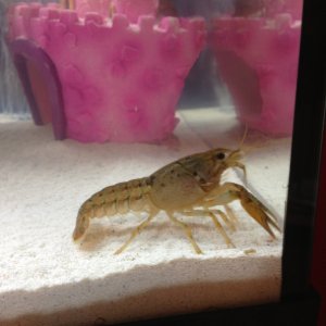 My crayfish