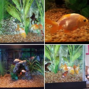 (Old) 20 Gallon Fancy Goldfish Tank from 2013