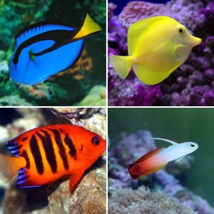 My top 10 favourite Reef Tanks and fish