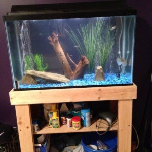 My new 29 gallon aquarium