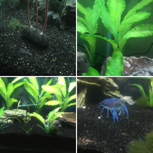 my crawfish and snails