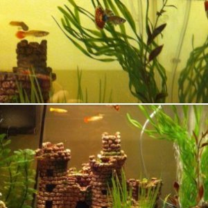 Guppies and snails :)