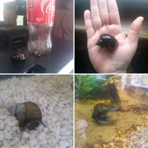 My Silly Snails
