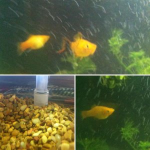 Platy Party!