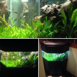 My 150 gallon aquarium