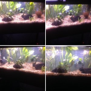 My 55 gallon grow out plant nursery project