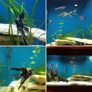 225g Freshwater Aquarium