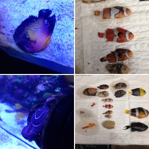 Just some of the fish I lost to disease