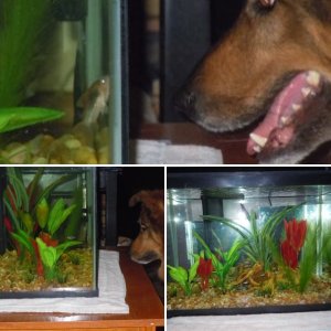 Progression of my Aquarium Hobby!