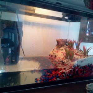 New Red Claw Crab Tank