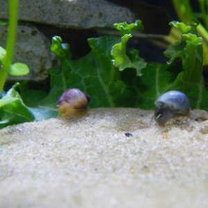 Mystery/Nerite Snails