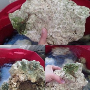 green coraline growth?