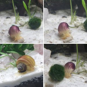 My Snails and Shrimp