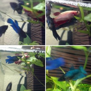 Bettas and other stuff