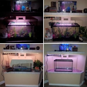 My dual freshwater aquariums