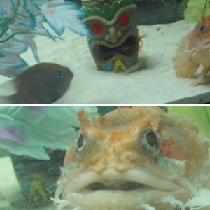 my orange toadfish