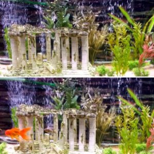 Sand substrate goldfish tank