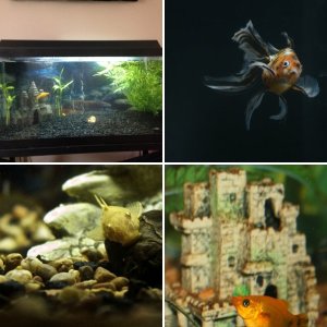 My freshwater aquariums