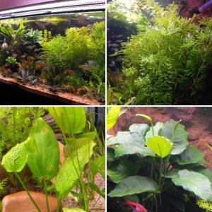 Setting up a Planted Tank using the Walstad Method