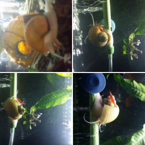 My White, Golden and Blue Mystery snails.