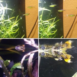 New additions - Mostly Guppies + SR Albino BN