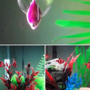 Longfin Tetras and Red Tiger Barbs