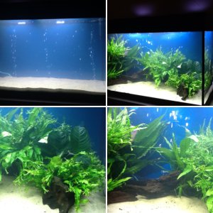 33 Gallon in fishless cycling mode