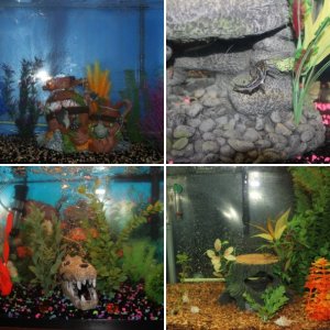 Our Aquariums