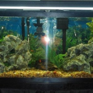55 Gallon Freshwater Aquarium