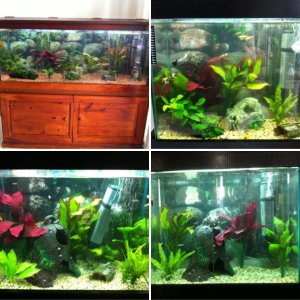 My Aquariums over time