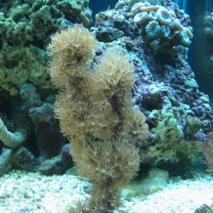 Soft corals and Sponges