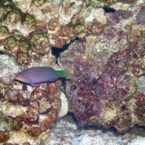 Wrasses, Parrotfish, Triggerfish and Puffers