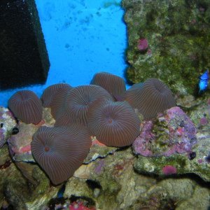 Coralimorphs