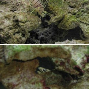 Lionfish, Scorpionfish and Eels