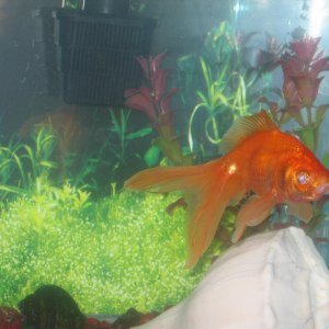 Goldfish and Koi