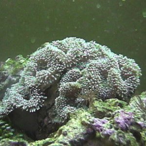 Coralimorphs
