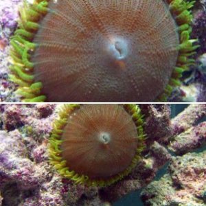 Corals/Anemones