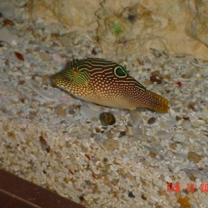 Wrasses, Parrotfish, Triggerfish and Puffers