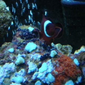 Clownfish and Damsels