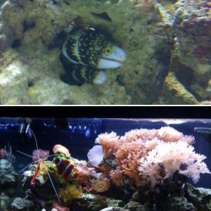 Lionfish, Scorpionfish and Eels