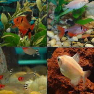 Community Tank with Tetras and others