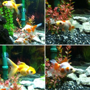 Goldfish March 2012