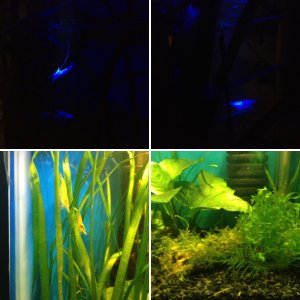 10 gal shrimp tank, LED light