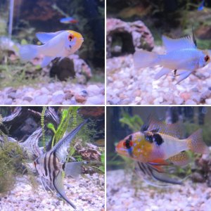 Pictures of my fish